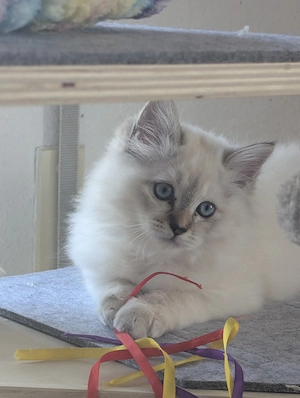 Heilige Birma   Neva Masquarade Kitten