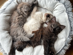 2 tolle Maine-Coon x Sybirische-Waldkatzen Mädchen 
