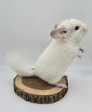 Chinchilla Weibchen zur Abgabe