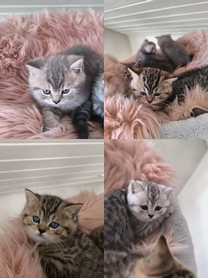BKH Katzenbabys 
