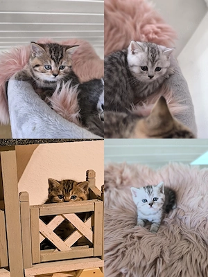 BKH Katzenbabys  Bild 8