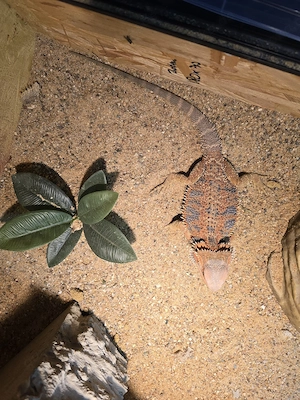 Bartagamen Männchen