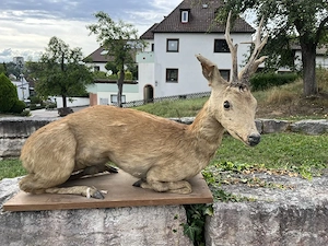 Reh Ganzpräparation   Tierpräparat - Länge ca. 80 cm x Höhe ca. 58 cm