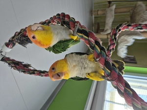 Rostkappenpapageienpärchen
