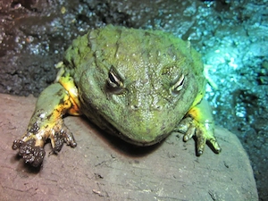 Pyxicephalus adspersus