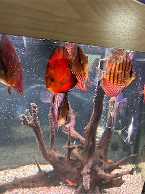 diskus fische