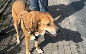Enzo sucht seinen sicheren Hafen Bild 6