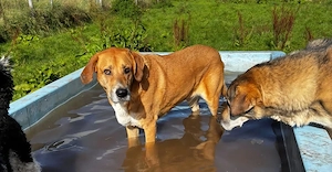 Enzo sucht seinen sicheren Hafen Bild 7