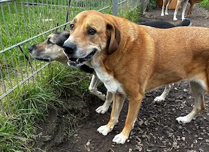 Enzo sucht seinen sicheren Hafen