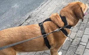 Enzo sucht seinen sicheren Hafen Bild 5