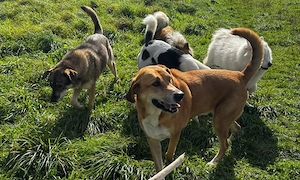 Enzo sucht seinen sicheren Hafen Bild 2