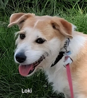 Die zuckersüße Loki liebt Menschen und kuschelt gerne *in einer Pflegefamilie*