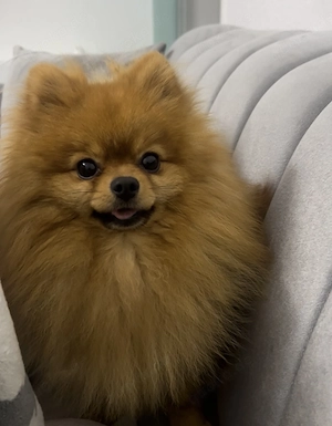     Süßer Pomeranian Teddy sucht liebevolles Zuhause 