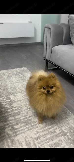     Süßer Pomeranian Teddy sucht liebevolles Zuhause 