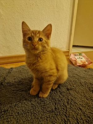 Süßer rothaariger Kater (fast 3 Monate alt) sucht grünes Zuhause mit Garten