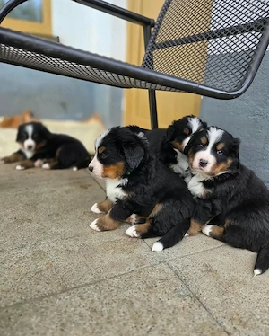 Berner Sennenhund-Welpen mit Ahnentafel.