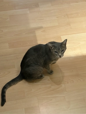 Liebevolle Freigänger-Katze sucht neues Zuhause