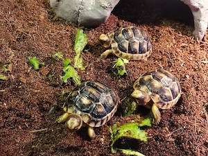 Testudo Marginata 2026