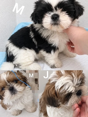 Süße reinrassige Shih-Tzu Welpen suchen ein liebevolles Zuhause     
