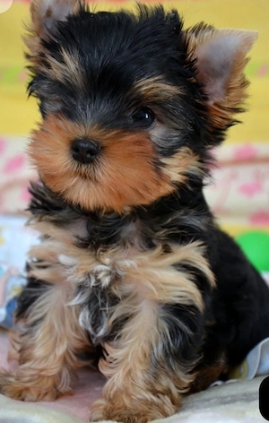 Yorkshire terrier 