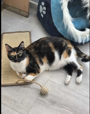 Katze zu verkaufen 
