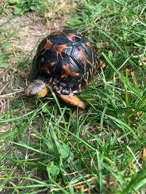 Astrochelys radiata NZ 2026