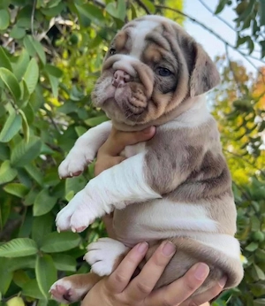 Zuckersüße English-Bulldog-Welpen suchen ein liebevolles Zuhause