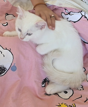Liebevolle BKH-Katze sucht ein schönes Zuhause 