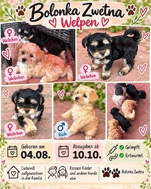 Hundewelpen 