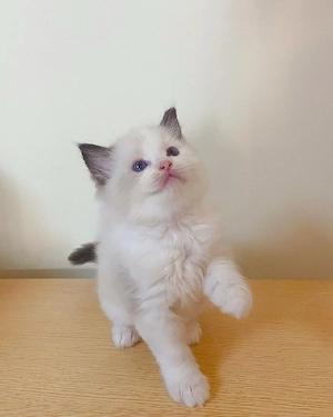 Bezaubernde Ragdoll-Kätzchen (männlich und weiblich) abzugeben (Kontakt per WhatsApp: 15510055069)