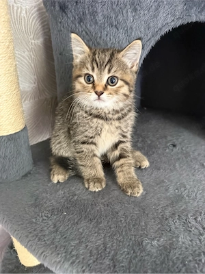 BKH Kitten MIX abgabebereit 