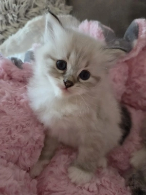Neva Masquarade MOZART Kitten Kater Katze tabby Point mit weißen Pfötchen Papiere reinrassig