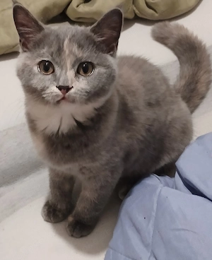 Kleine BKH-Prinzessin (4 Monate, Grau-Blau-Creme) sucht neues Personal!