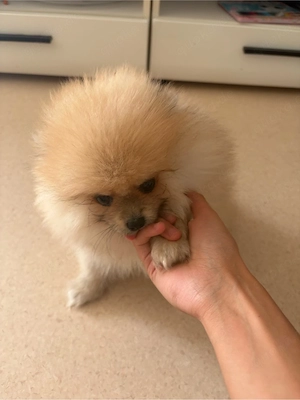 Zwergspitz Welpe Pomeranian