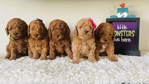 Goldendoodle-Welpen zu verkaufen.