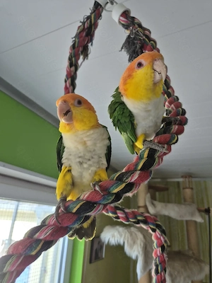 Rostkappenpapageienpärchen