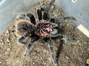 Xenesthis intermedia 0.1