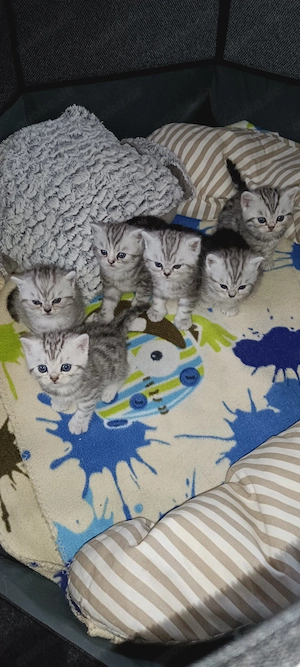 Baby Katze BKH 