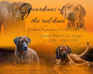 Rhodesian Ridgeback Welpen
