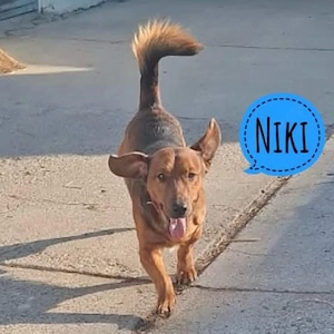 Niki, neugieriger, verspielter und fröhlicher Mischling, Dackel   Dachsbracke