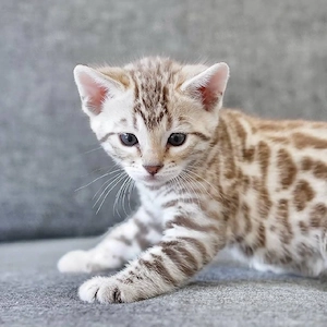 Entzückende Bengal-Kätzchen.