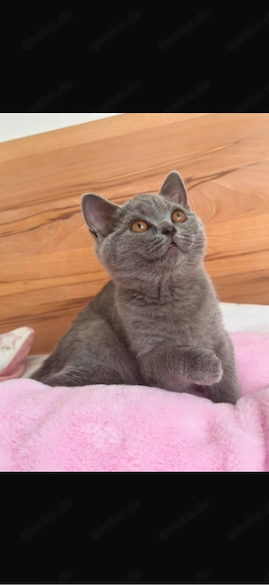 Wunderschöner Britisch-Kurzhaar-Kater in traumhaftem Blau sucht sein liebevolles Zuhause   
