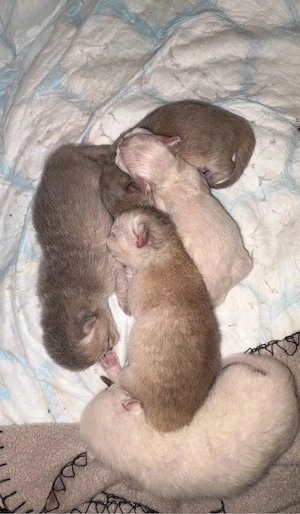 BKH Kitten ab November 