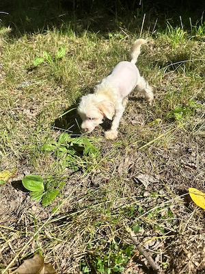 Süße Chinesische Schopfhund Welpen (Chinese Crested) suchen ihr Traumzuhause