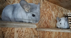 Chinchilla