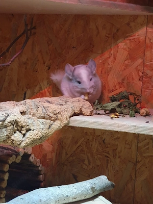 Chinchilla-Mädels