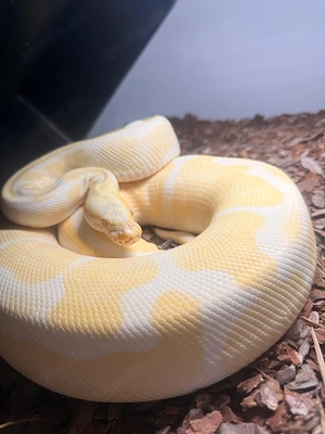 0.1 Enchi Albino Königspython 