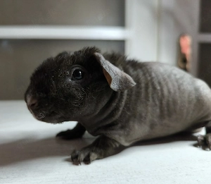 Skinny Pig Meerschweinchen Böckchen