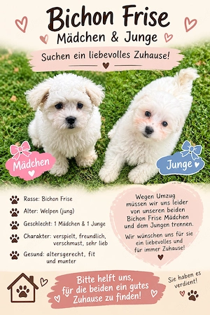  Bichon Frisé   Mädchen & Junge suchen ein liebevolles Zuhause