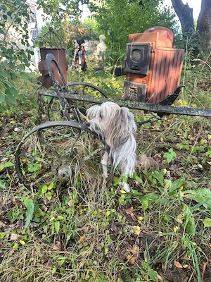Süße Chinese Crested Mädchen sucht ihr neues Traumschloss
